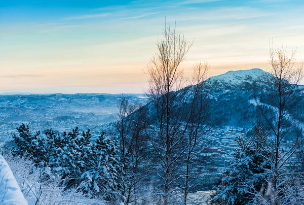 Paysage hivernal avec des arbres près du bois — Photo