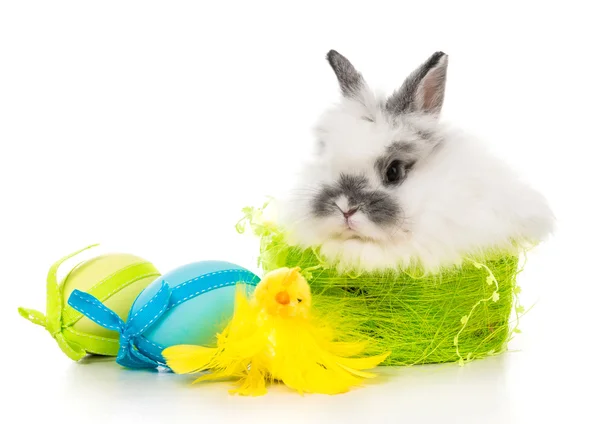 Rabbit  with colored eggs — Stock Photo, Image