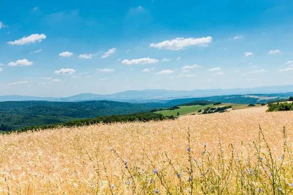 Žlutá zralé pšenice — Stock fotografie