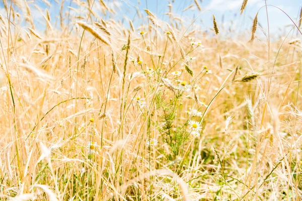 Yellow ripe wheat — Stock Photo, Image