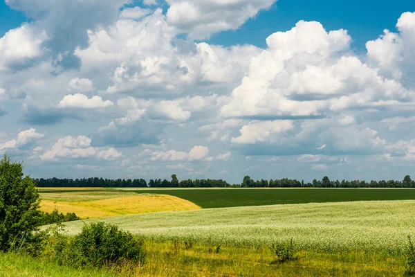 Żółto zielone pola pod chmurami — Zdjęcie stockowe