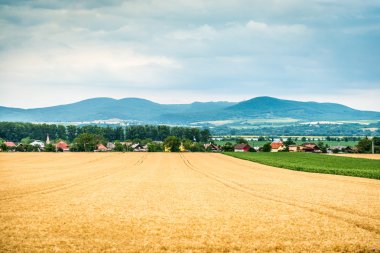 Sarı-yeşil alan beautyful