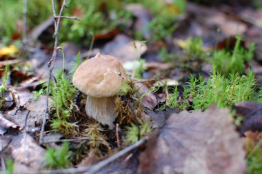 Yosun ve sarı meşe mantar bırakır, Beyaz Rusya, yağmurlu yaz 2016