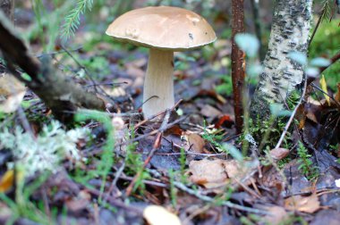 Boletus huş ağacı altında mantar, avcılık, Beyaz Rusya, Temmuz 2016 mantar