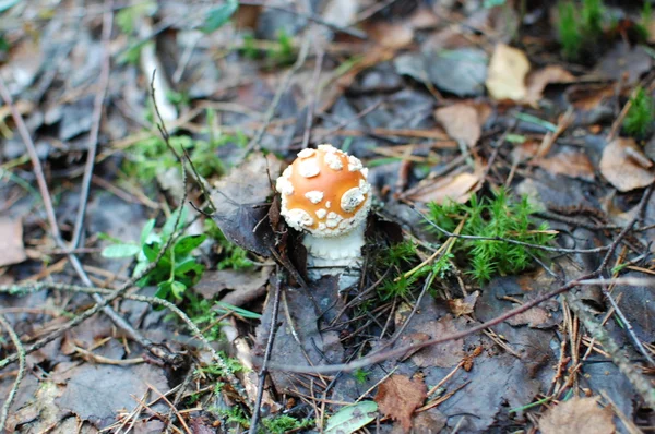 fly agaric, amanita poisonous mushroom dangerous mushroom for life, Belarus, July 2016