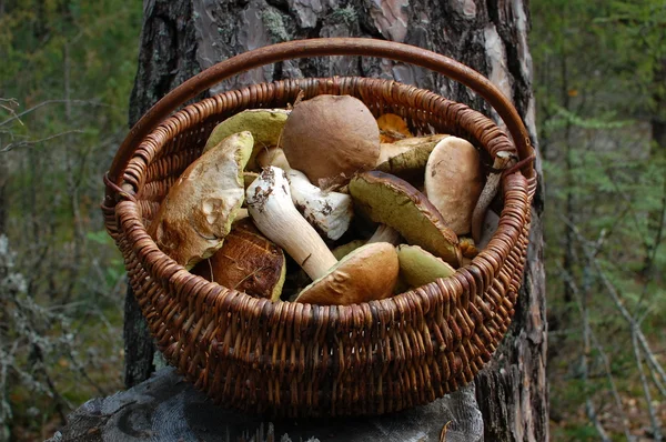 바구니에 든 버섯 — 스톡 사진