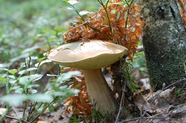 Mushroom boletus växer under Björk sommaren 2016, Vitryssland, plocka svamp — Stockfoto