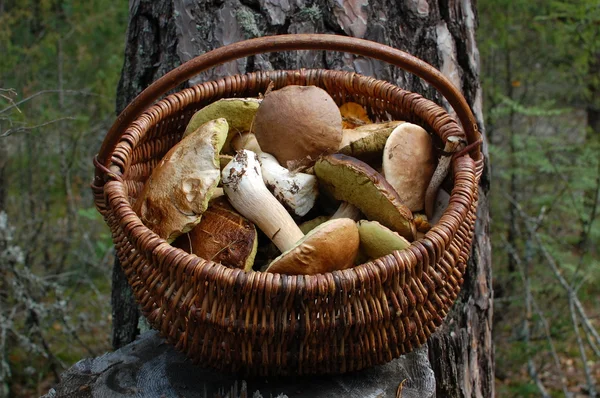 Funghi nel cestino — Foto Stock