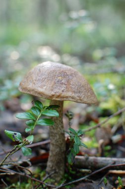 mantar ve Beyaz Rusya Temmuz, 2016, yosun kızılcık