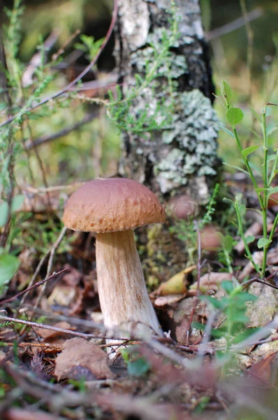 Boleto de cogumelos sob vidoeiro, caça de cogumelos, Bielorrússia, julho de 2016 — Fotografia de Stock