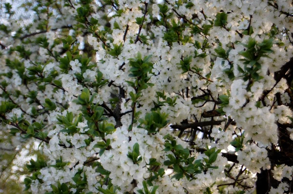 Ağaç bahar çiçek — Stok fotoğraf