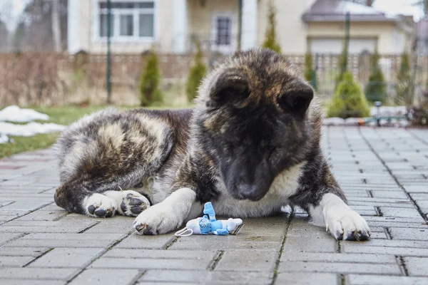 Pes Akita Inu na dvorku. Hraní s hračkami. — Stock fotografie