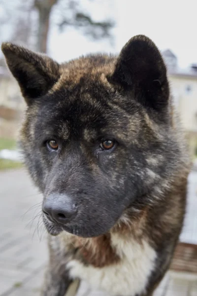 Σκύλος ΑΚΙΤΑ Inu στην πίσω αυλή. Παίζει με τα παιχνίδια. — Φωτογραφία Αρχείου