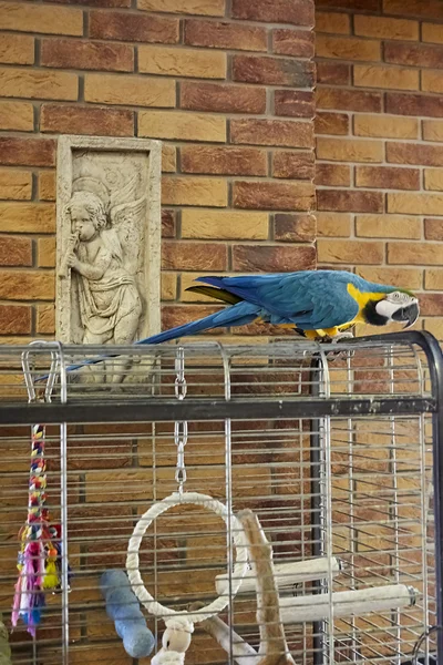 Loro guacamayo en una rama con un fondo de pared de ladrillo. Loro guacamayo en la oficina. Loro de Ara . — Foto de Stock