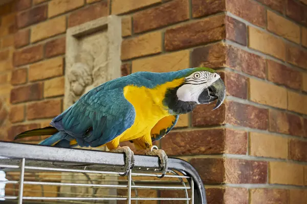 Papoušek papoušek na větvi s cihlou na zeď pozadí. Papoušek papoušek v kanceláři. Papoušek ara. — Stock fotografie