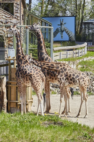 Giraffes at the Riga Zoo in Forest Park. — Stock Photo, Image