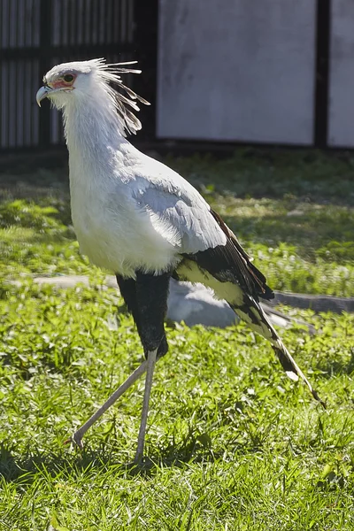 Ave secretária no zoológico de Riga. Sagitário Serpentário . — Fotografia de Stock