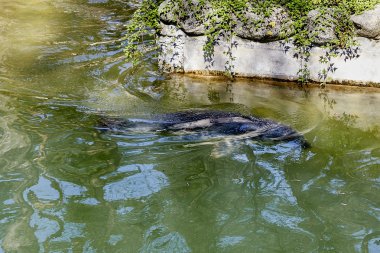 Hayvanat bahçesinde kapatın. Deniz aslanı suda.