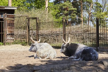 Texas'ın Riga Hayvanat Bahçesi