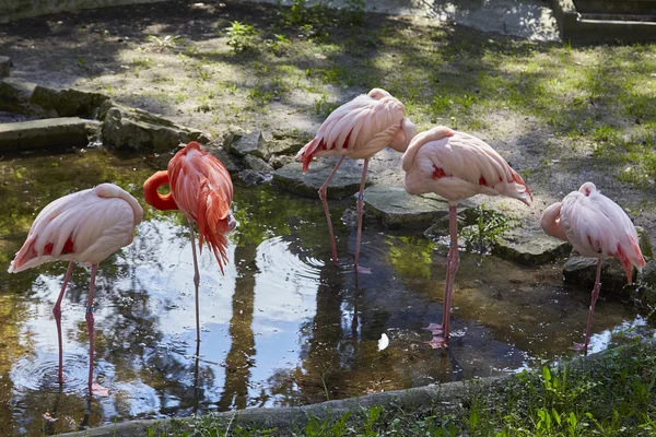 Heron v zoo — Stock fotografie