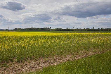 altın alan çiçekli kolza tohumu ile mavi gökyüzü - brassica napus - bitki yeşil enerji ve petrol sanayî için