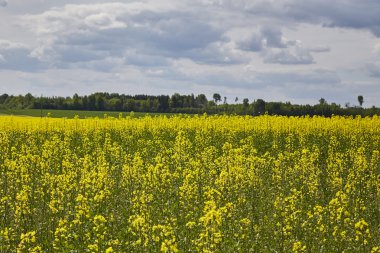 altın alan çiçekli kolza tohumu ile mavi gökyüzü - brassica napus - bitki yeşil enerji ve petrol sanayî için