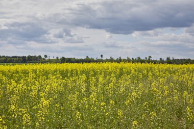 altın alan çiçekli kolza tohumu ile mavi gökyüzü - brassica napus - bitki yeşil enerji ve petrol sanayî için