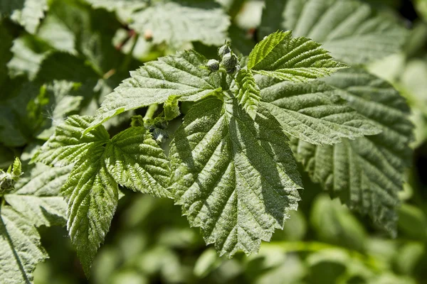 Urtica Dioica, vaak bekend als gewone brandnetel of stekende brandnetel — Stockfoto