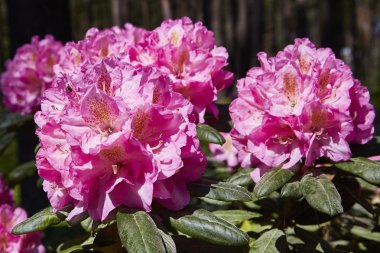 Park'ta güzel gül çiçek.