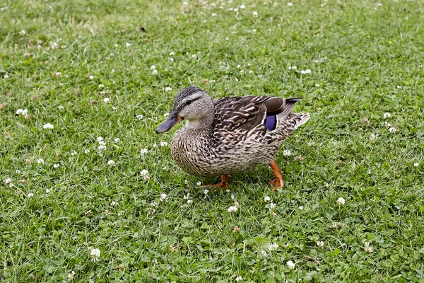 Kaczka na zielonej trawie. Park miejski. — Zdjęcie stockowe