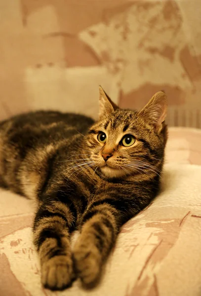 Портрет молодого кота — стокове фото