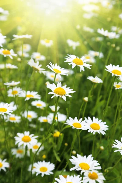 Beautiful wild daisies — Stock Photo, Image