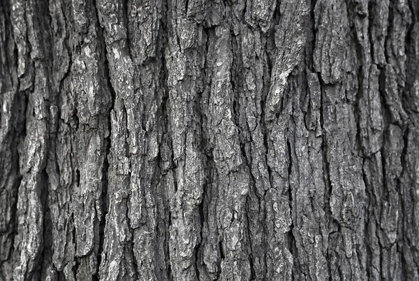 Texture of tree trunk — Stock Photo, Image