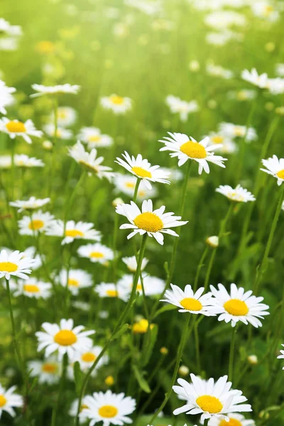 Beautiful wild daisies — Stock Photo, Image