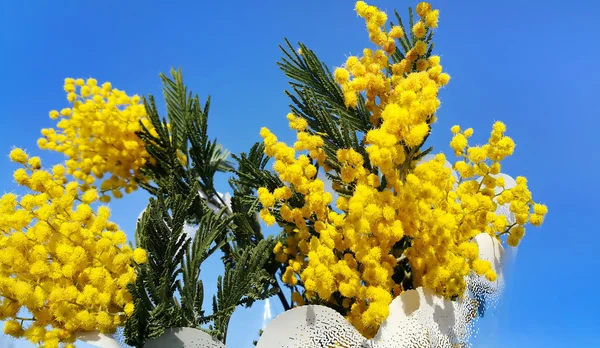 Ramos de flor mimosa no fundo azul brilhante — Fotografia de Stock
