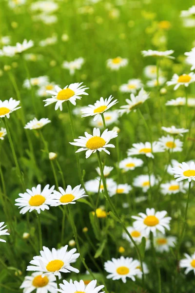 Beautiful wild daisies — Stock Photo, Image