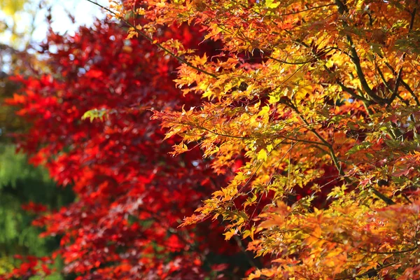 Ramas de otoño brillantes — Foto de Stock