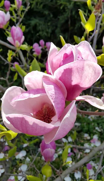 Oddział Magnolia wiosna — Zdjęcie stockowe
