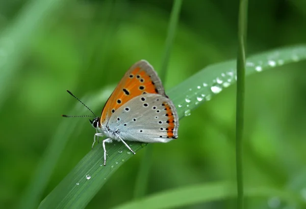 Krásný motýl na list — Stock fotografie
