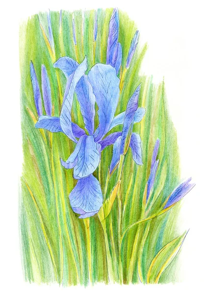 Iris bloem getekend met kleurpotloden — Stockfoto