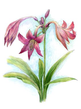 Lily, suluboya çiçek 