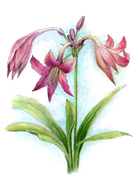 Watercolor flower of lily — Stock Photo, Image