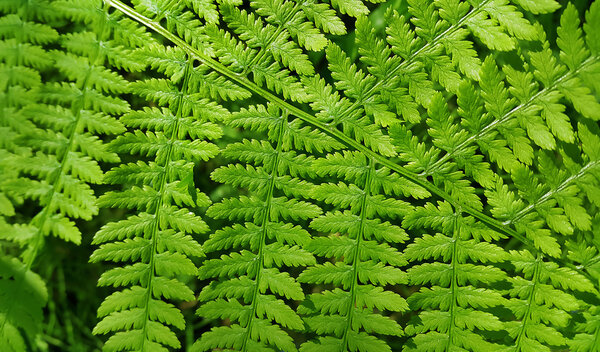Leaf of green fern