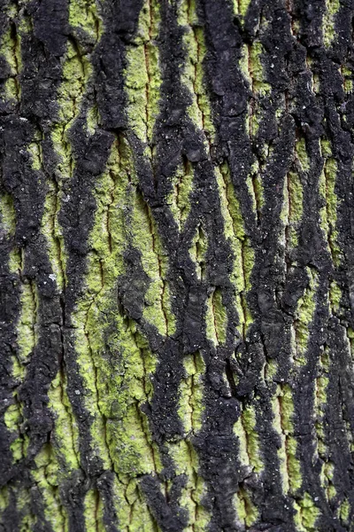 Texture of tree trunk — Stock Photo, Image