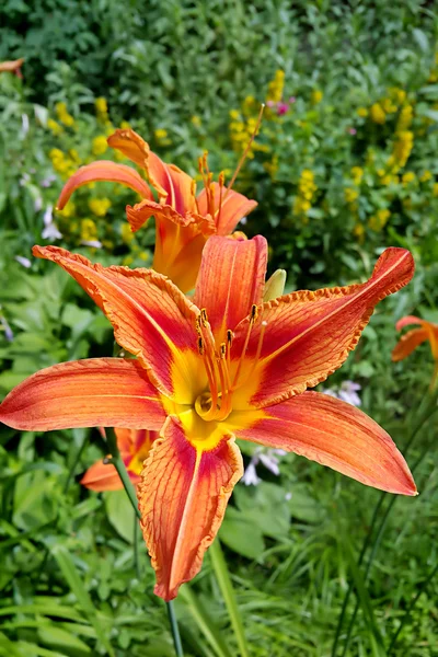 Beautiful Tiger lily in the summer garden — Stock Photo, Image
