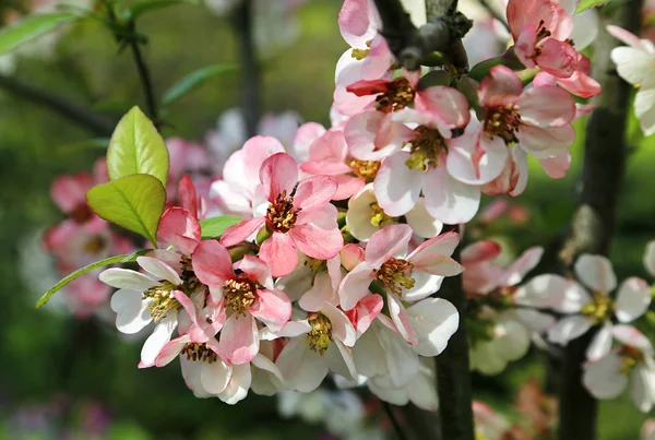 ดอกไม้ที่สวยงามของต้นไม้ฤดูใบไม้ผลิ — ภาพถ่ายสต็อก