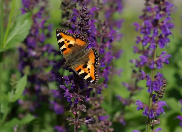 Hermosa mariposa en una flor — Foto de Stock