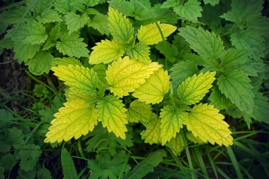 Yeşil ısırgan otu (urtica dioica)