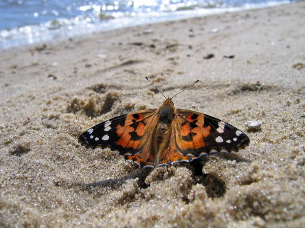 夫人的画蝴蝶在沙滩上 — 图库照片