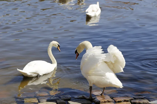 Beautiful white swans — Stock Photo, Image